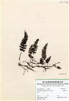 藏品(華東瓶蕨)的圖片